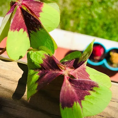 Casa Do Trevo 民宿 *