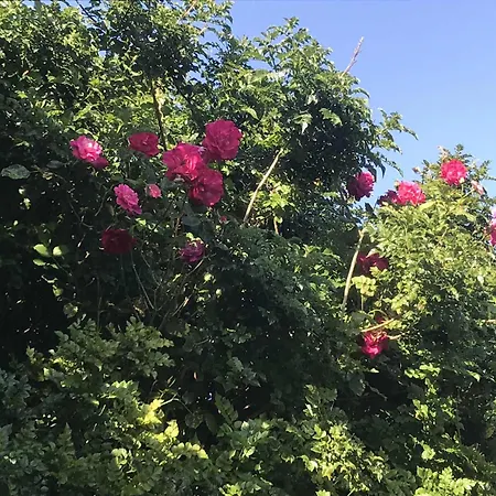 民宿 Casa Do Trevo *