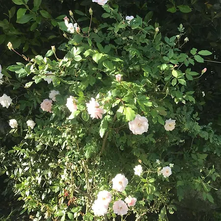 Casa Do Trevo 民宿 Salir de Porto